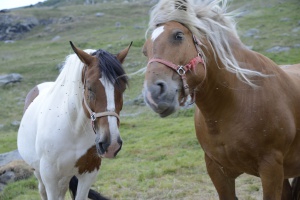 chevaux Val Thorens
