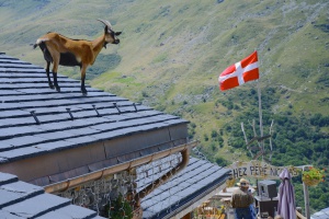chèvre sur toit Val Thorens