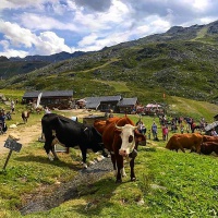 vache à Val Thorens