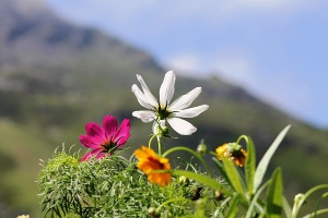 fleur du jardin alpin