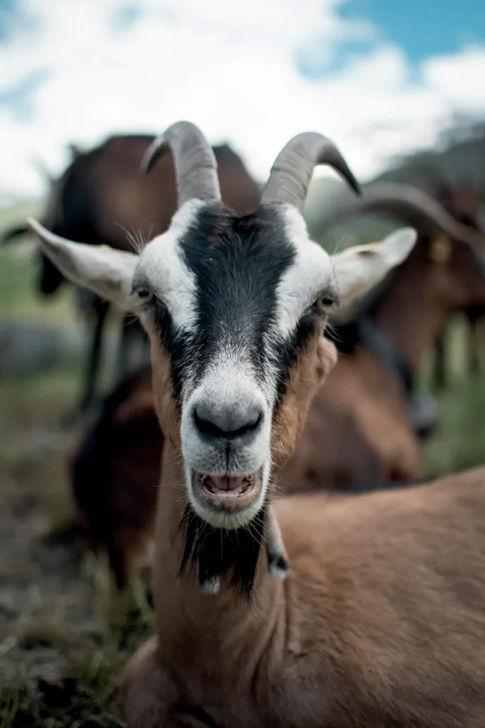 Chez Pépé Nicolas - animaux de la ferme 14