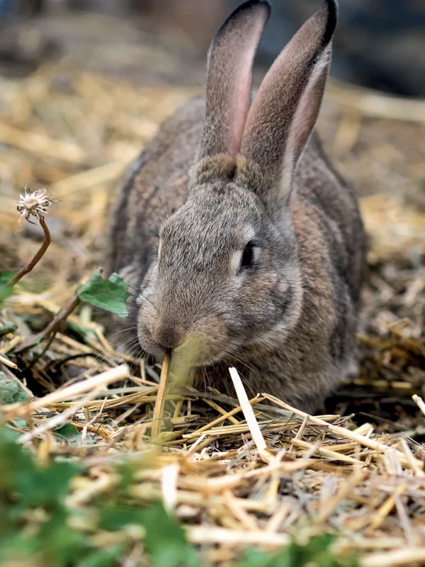 Chez Pépé Nicolas - animaux de la ferme 12
