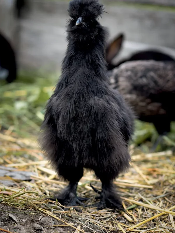 Chez Pépé Nicolas - animaux de la ferme 26