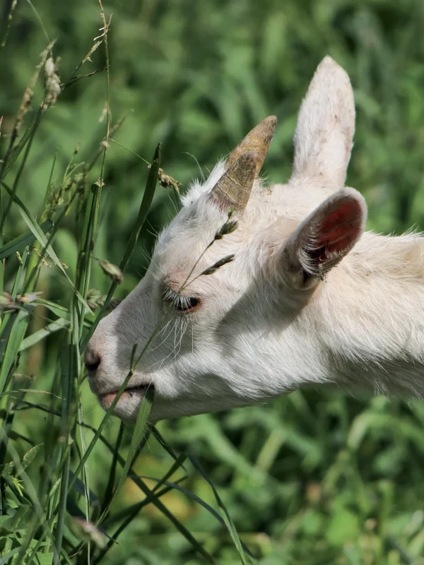 Chez Pépé Nicolas - animaux de la ferme 9