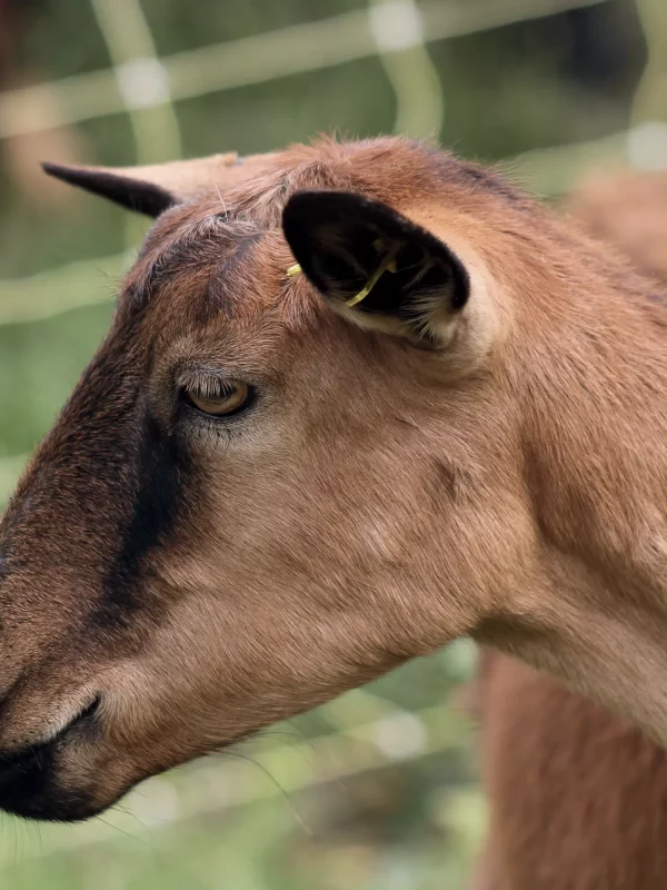Chez Pépé Nicolas - animaux de la ferme 11