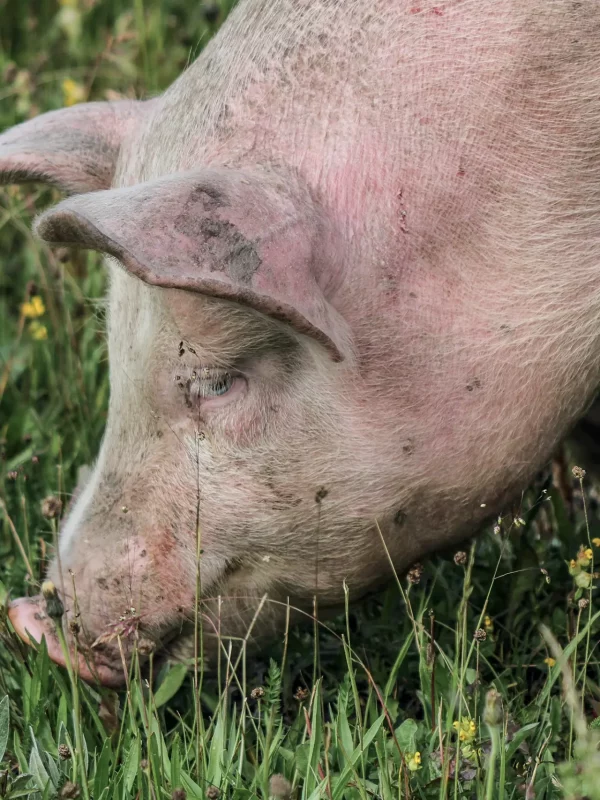 Chez Pépé Nicolas - animaux de la ferme 24